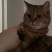 ベッドにいる猫