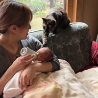 ミルクを飲む赤ちゃんに近づく猫