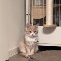 部屋の隅に佇む猫