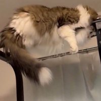 懸垂のバーの間に挟まっている猫