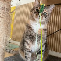 猫じゃらしを顔面に受け止める猫
