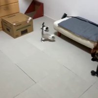 段ボールと白い椅子の中間を走っている2匹の子猫