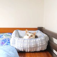 三毛猫が水色の猫用ベッドに伏せている様子