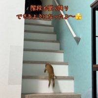 階段を上る子猫