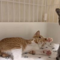 取っ組み合いをしている2匹の子猫
