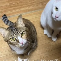 「ごはんちょうだいの圧」のテロップ写真1