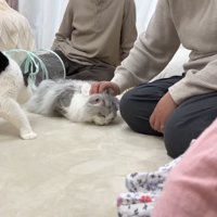 撫でてもらうしろがね丸くん