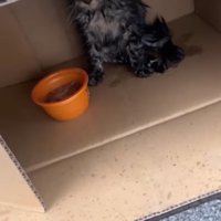 段ボールの中に子猫