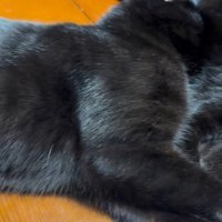 リラックスして寝る黒猫