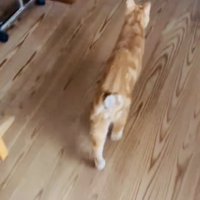 ベッドを降りて走る茶トラ猫