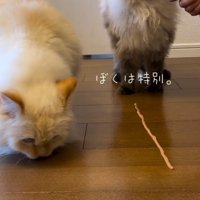 床を嗅ぐ白猫、飼い主さんからおやつをもらう黒っぽい猫