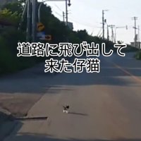 道路に飛び出す子猫