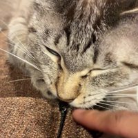指を噛む猫