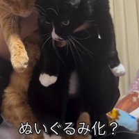 男の子に抱きしめられる2匹の猫