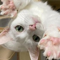 手を開く猫