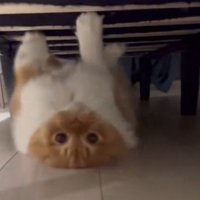 ベッド下にいる猫