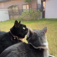 勢いよく振り返る猫