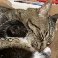 子猫を毛づくろいする猫