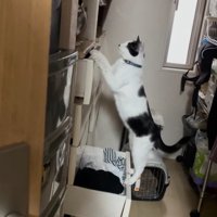 前を向く猫