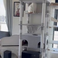 キャットタワーに座る猫
