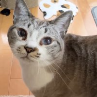 こちらを見るリノちゃん