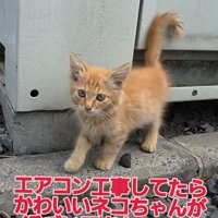 外で立っている猫