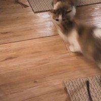 鏡に攻撃をしている子猫