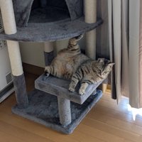 キャットタワーでくつろぐ猫