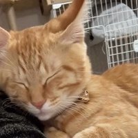 目を閉じる子猫