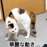 やんのかする猫
