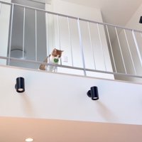 2階からボールを落とす茶トラ白猫