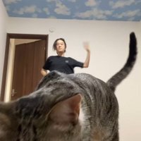 カメラに近づく猫