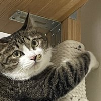 キャットタワーにしがみつくキジ白猫の表情