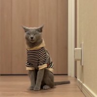 座って目をつぶる猫