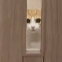 見つめる猫