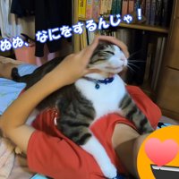 なでられすぎて顔が伸びている猫