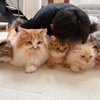 5匹の猫を抱き寄せる飼い主さん