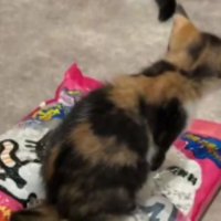 猫砂の袋に乗っている猫