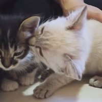 寄り添う2匹の子猫