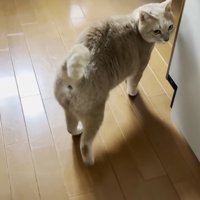 振り返るひのきちゃん