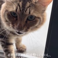 家に入ろうとする猫