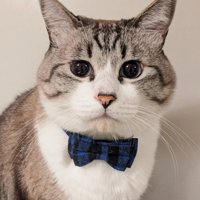 蝶ネクタイをつけた猫