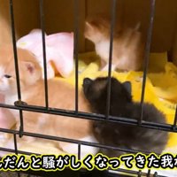 赤ちゃん猫たち
