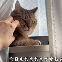 窓の桟で寛ぐ猫（今日もむちむちですねぇ）