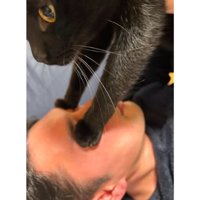 顔に乗っている猫