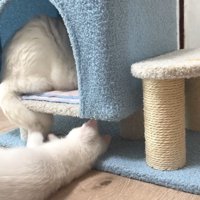 成猫のしっぽで遊ぶ子猫