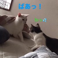 布団から出てきた猫