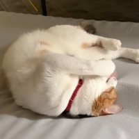 丸まって引っかかっている爪を舐める猫