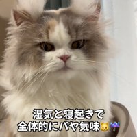カメラ目線の猫