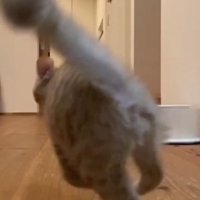 追いかけっこする2匹